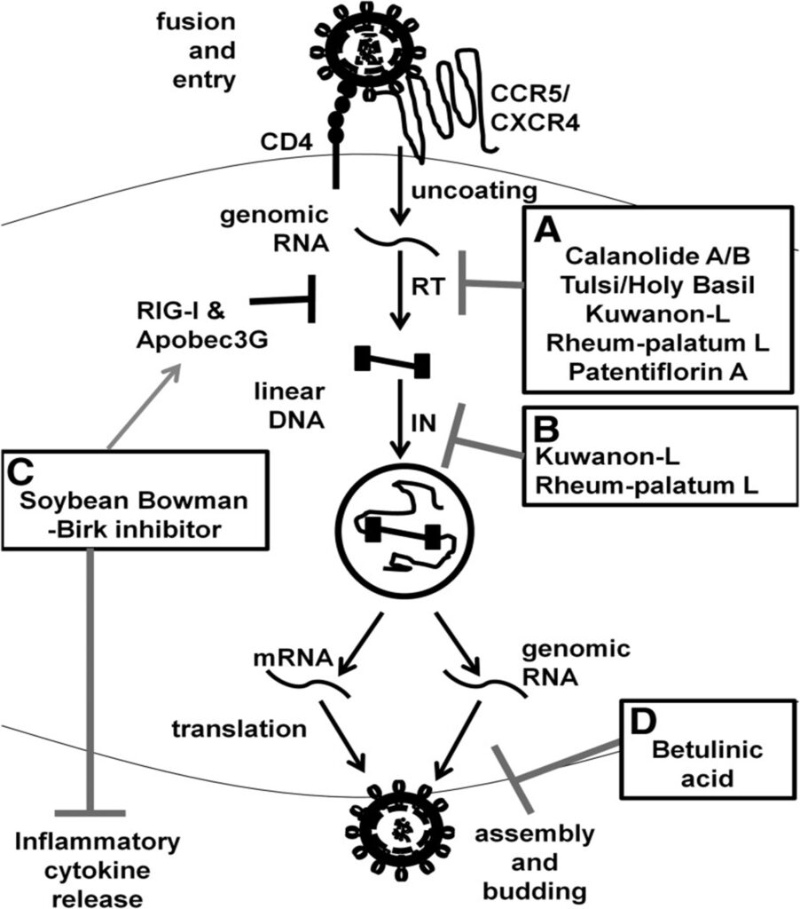 Figure 2. Plants and Compounds Used in HIV Suppression (Cary & Peterlin, 2018)
