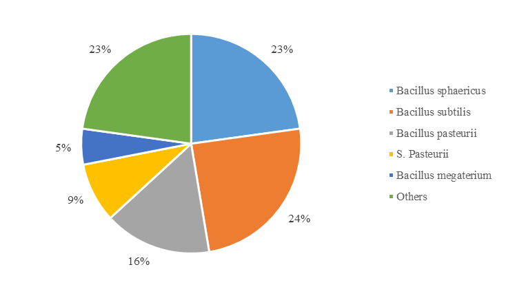 Figure 2. Percentages of different bacteria used in the literature review for concrete applications.