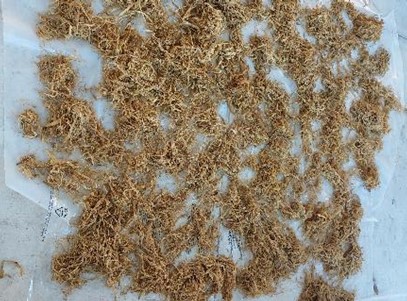 Figure 2. Extracted Fiber from Cornhusk&nbsp;